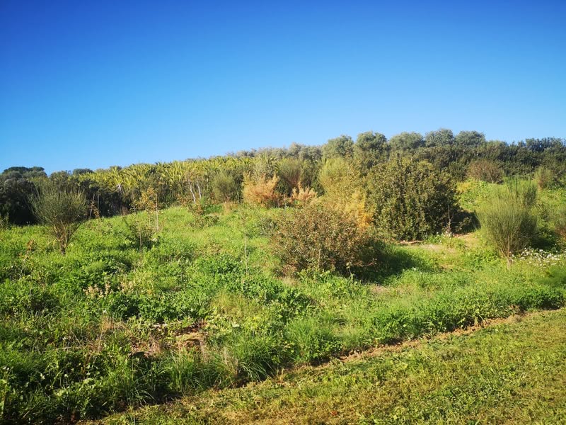 In occasione della Giornata Nazionale dell'Albero abbiamo partecipato a…